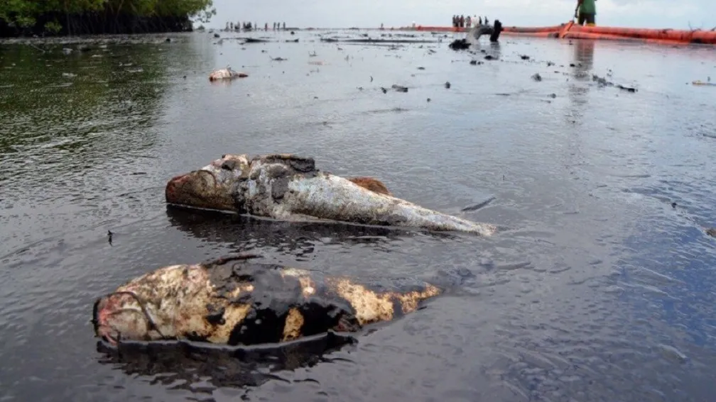 Oil Spill and Impacts on Fisheries
